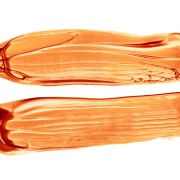 inktorpeda_pearl_pomaranczowa_perlowa_farba_wodna_do_sitodruku_sitofach (2).jpg